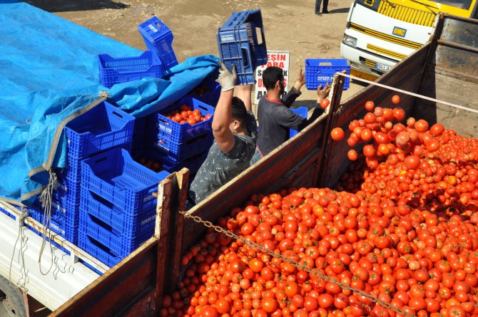 Rusya krizinin vurduğu domates 10 kuruştan salçaya gidiyor