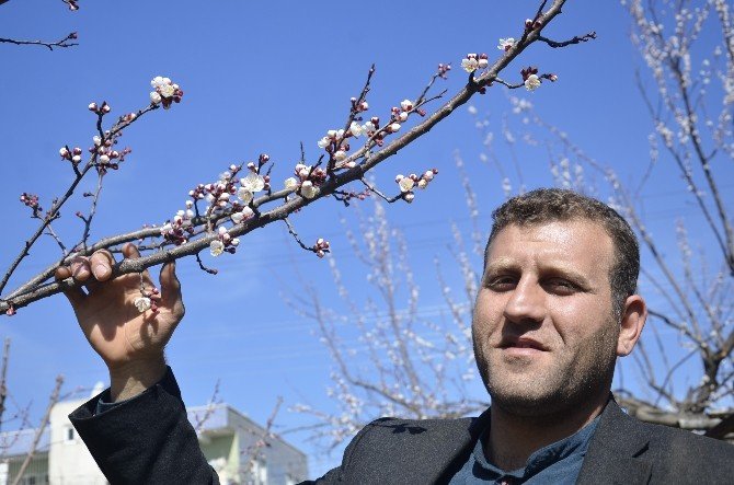 Batman’da Badem Ağaçları Çiçek Açtı