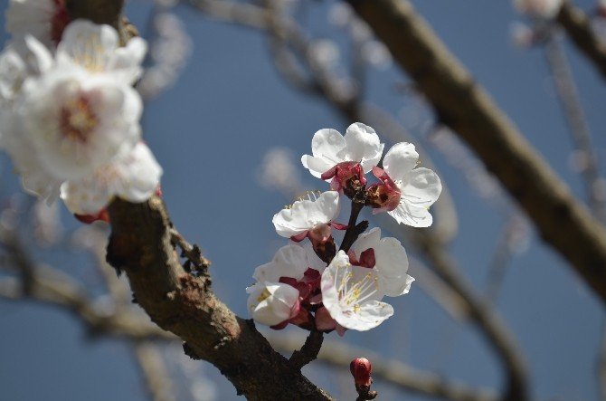Batman’da Badem Ağaçları Çiçek Açtı