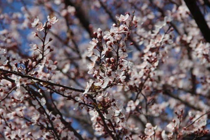 Şanlıurfa’da Ağaçlar Çiçek Açtı