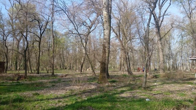Edirne Belediyesi Kent Ormanı'na kavuştu