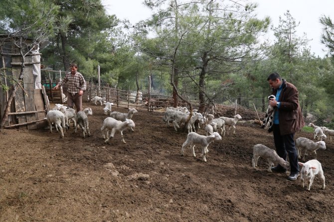 Büyükorhan’da koyun-keçi desteği tespit çalışmaları sürüyor