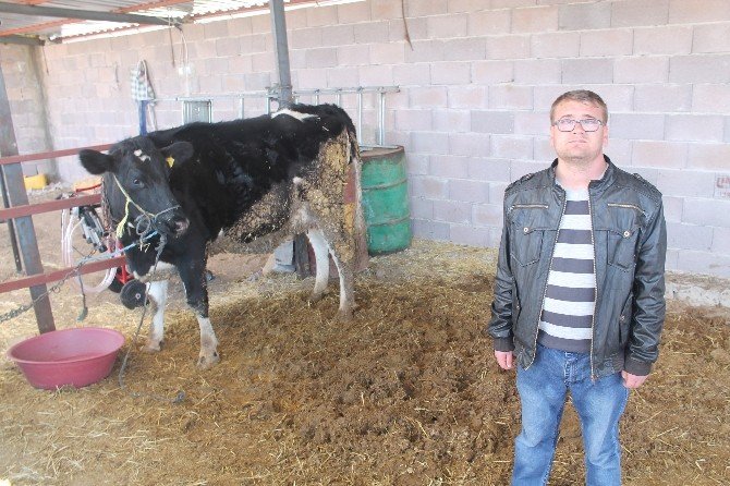 Görme Engelli Vatandaş Hayvan Çiftliği Kurdu