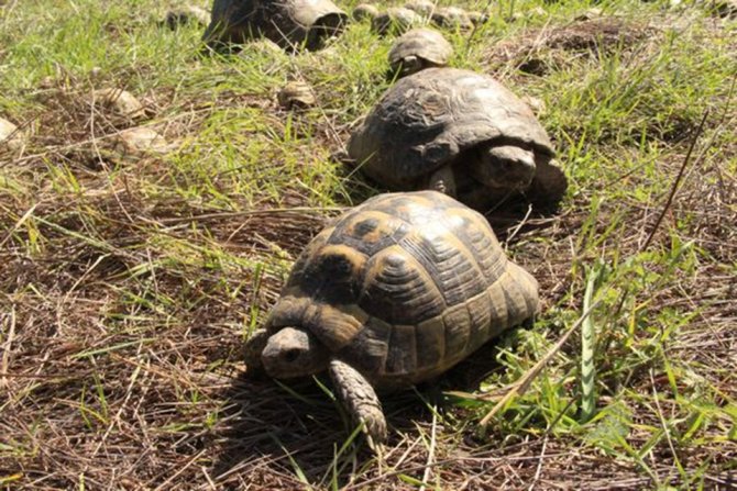Kaplumbağalar doğal ortamına bırakıldı