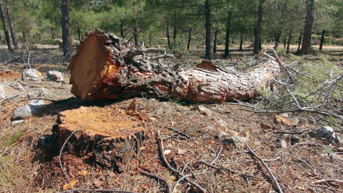 Kahramanmaraş'ta taş ocağı için binlerce ağaç feda edildi