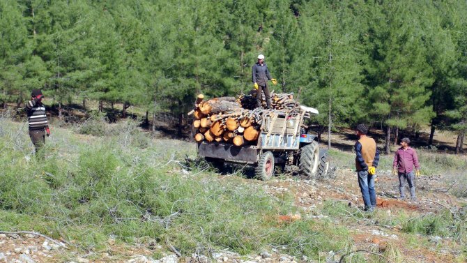 Kahramanmaraş'ta taş ocağı için binlerce ağaç feda edildi
