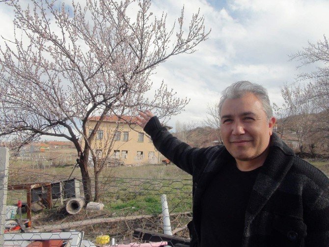 Yozgat’ta Erken Gelen Baharla Ağaçlar Çiçek Açtı
