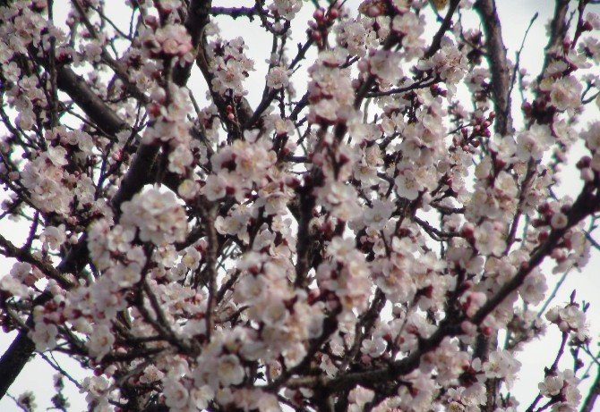 Yozgat’ta Erken Gelen Baharla Ağaçlar Çiçek Açtı