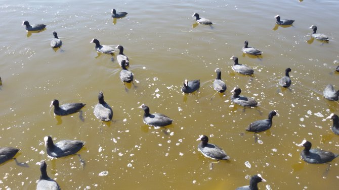 Denizin kızı martılar, Ankara göllerini mesken tuttu