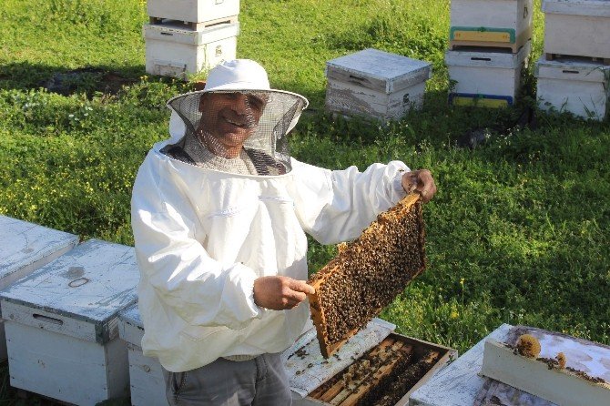 Aydın’da Arılar Sezona 45 Gün Erken Başladı
