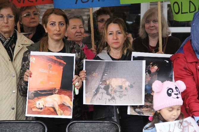 Kozcağız’daki Köpek Katliamına Hayvanseverlerden Tepki