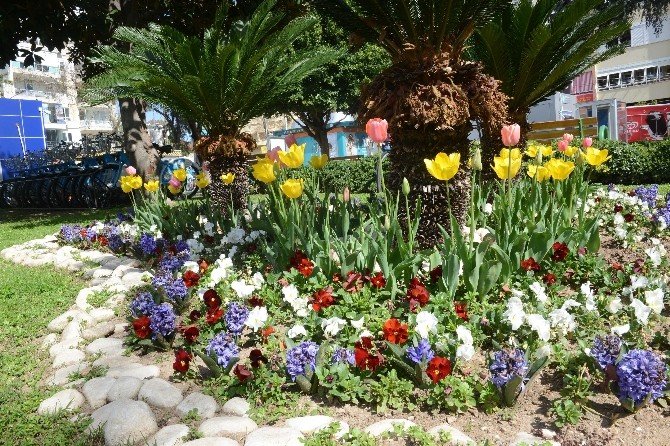 Antalya Sokaklarına 7 Milyon Çiçek