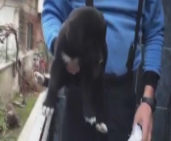Yavru Köpeği Sıkıştığı Yerden İtfaiye Kurtardı