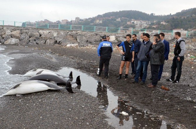 Zonguldak’ta Yunus Balıkları Karaya Vurdu