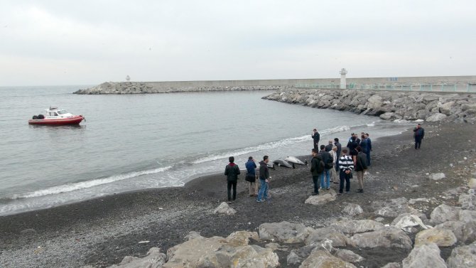 Zonguldak'ta 3 adet yunus balığı, sahile vurdu