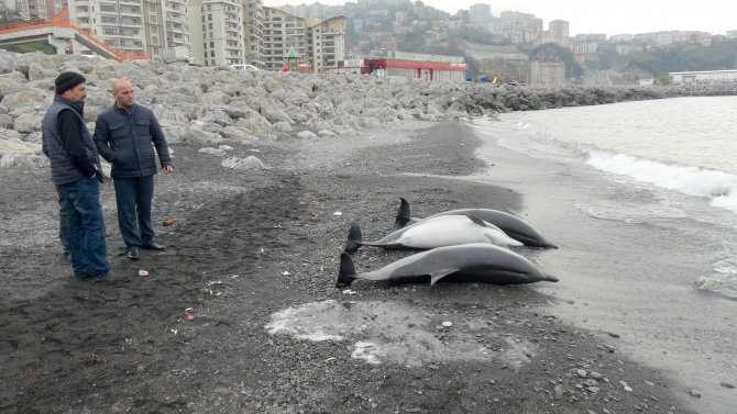 Zonguldak'ta 3 adet yunus balığı, sahile vurdu