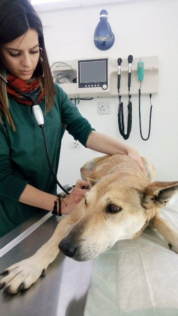 Denizde Boğulmak Üzere Olan Köpeği, Girne Üniversitesi Akademisyenleri Kurtardı