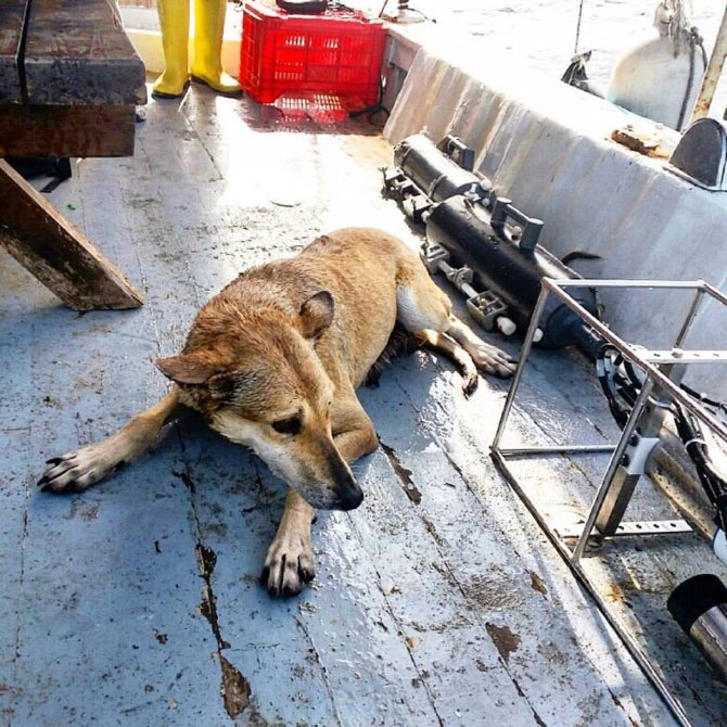 Bilimsel araştırma için açıldıkları denizde köpek kurtardılar