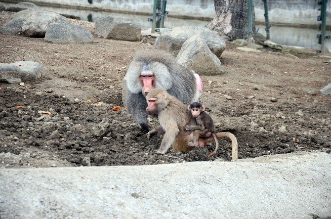 Maymunlar İş Başında