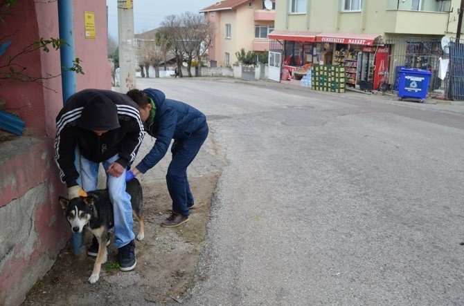 Yalova’da Hayvanlara Kuduz Aşısı