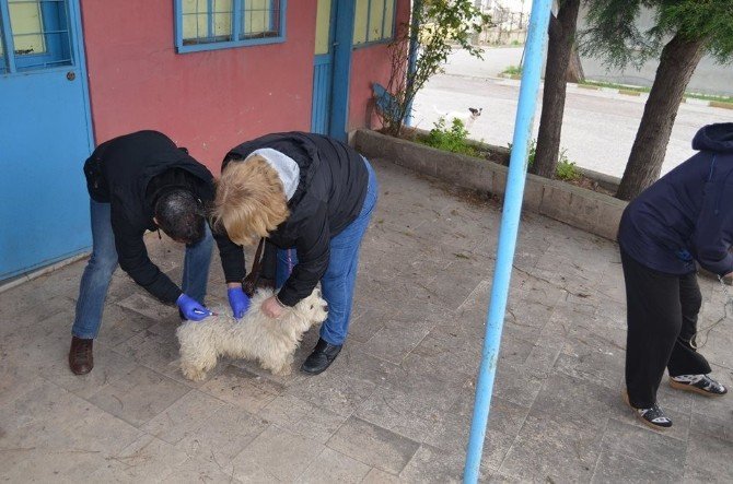 Yalova’da Hayvanlara Kuduz Aşısı