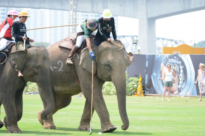 2016 Fil Polo Turnuvası Tayland'da başladı