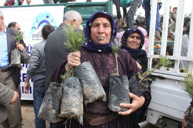 Eyübiye Belediyesi Vatandaşa 10 Bin Adet Çam Fidanı Dağıttı