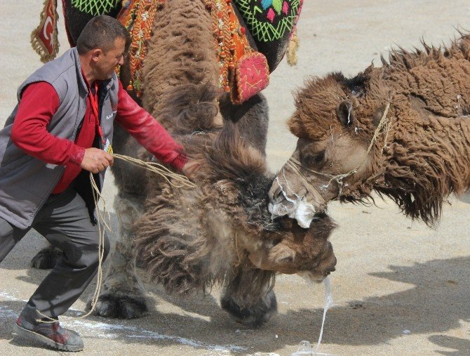 Bayraklı Deve Güreşleri İle Şenlendi