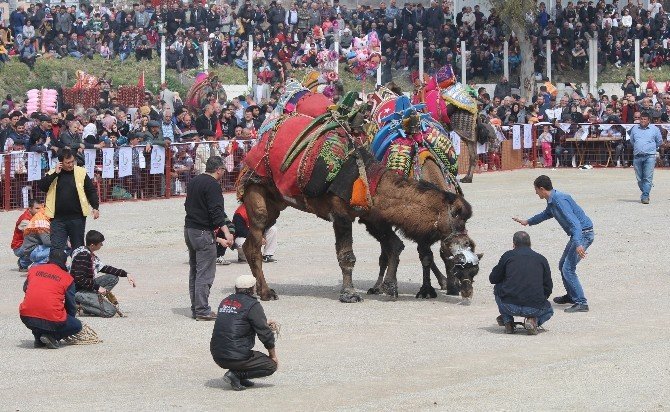 Bayraklı Deve Güreşleri İle Şenlendi
