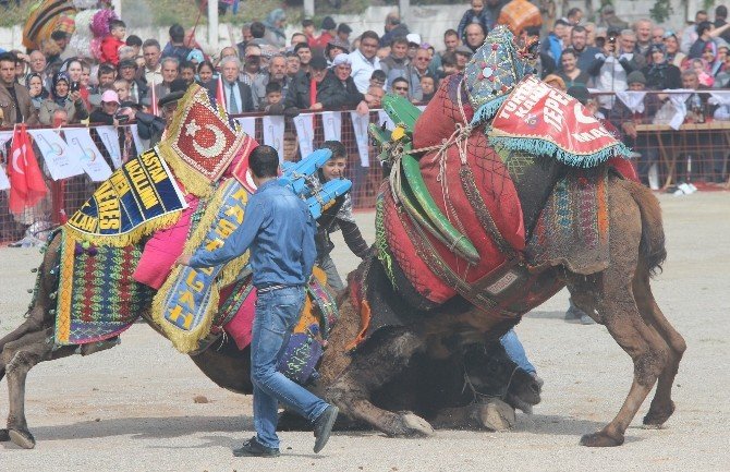 Bayraklı Deve Güreşleri İle Şenlendi