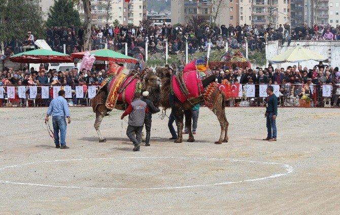 Bayraklı Deve Güreşleri İle Şenlendi