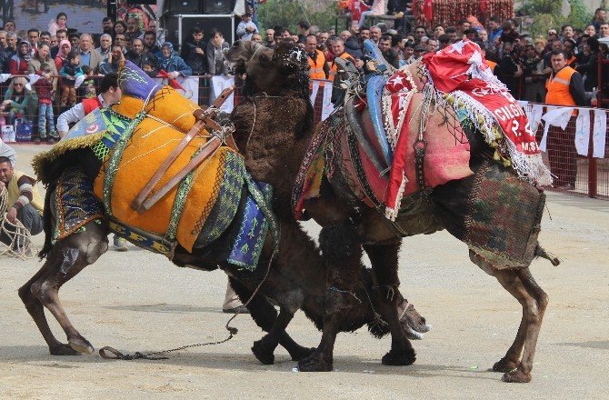 Bayraklı Deve Güreşleri İle Şenlendi