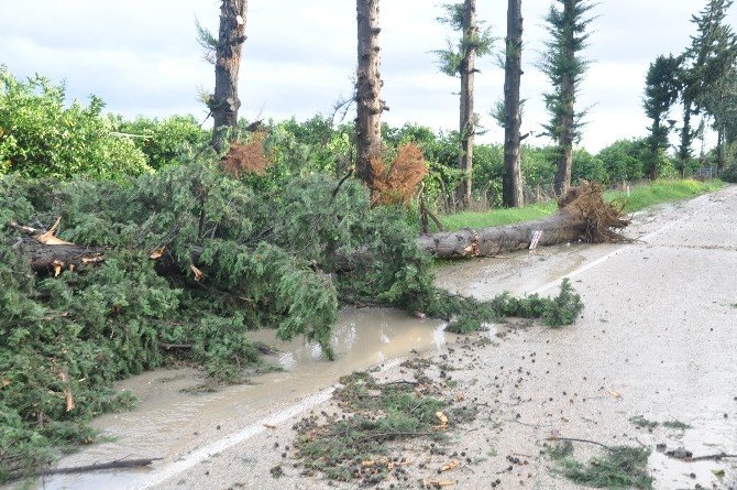 Şiddetli Yağmur Ve Fırtına Maddi Hasara Neden Oldu, 40 Ağaç Kökünden Söküldü
