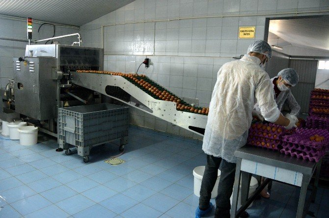 Bu Fabrikada Yumurtanın Akı İle Sarısı Ayrılıyor