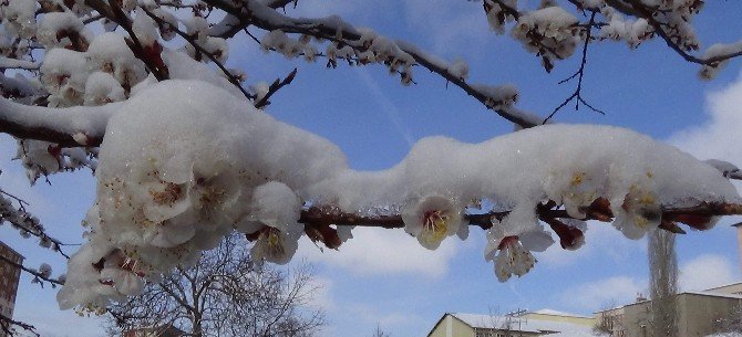 Yozgat’ta Çiçek Açan Meyve Ağaçları Kar Altında Kaldı