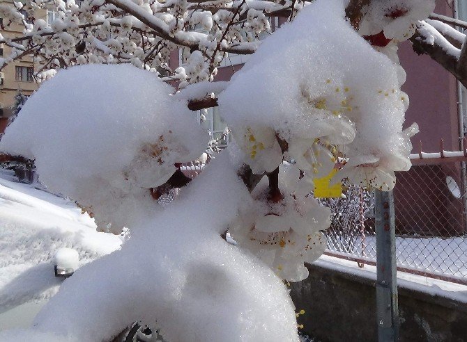 Yozgat’ta Çiçek Açan Meyve Ağaçları Kar Altında Kaldı