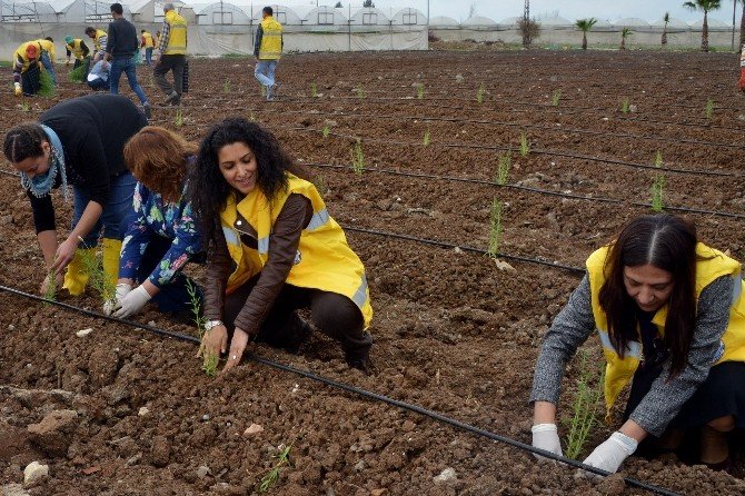 Akdeniz Belediyesi Çiftçiler İçin Harekete Geçerek Lavanta Dikti
