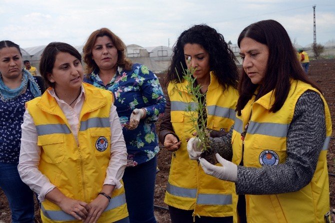 Akdeniz Belediyesi Çiftçiler İçin Harekete Geçerek Lavanta Dikti