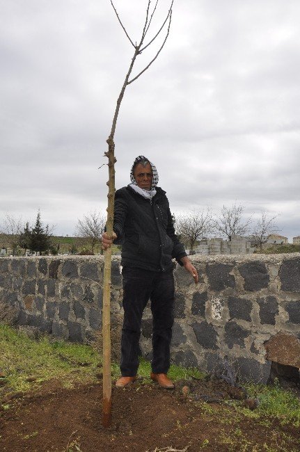 Bir Ağaç Kesen Vatandaşa 30 Ağaç Dikme Cezası Verildi