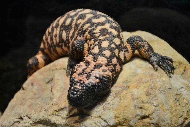 Dünyanın En Zehirli Sürüngeni ‘Gıla Canavarı’ İlgi Odağı Oldu