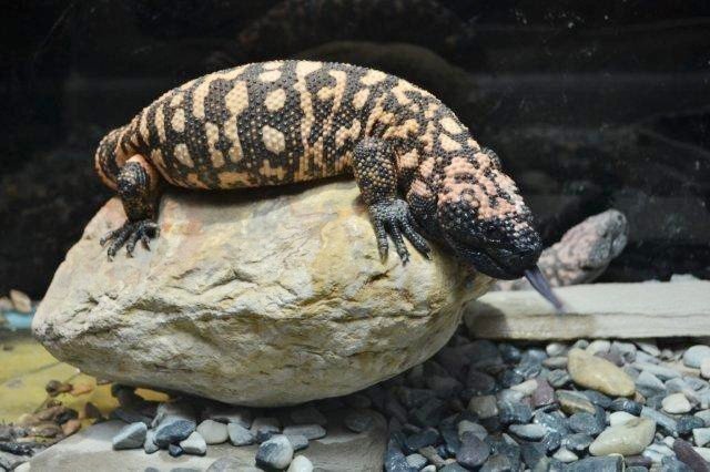 Dünyanın En Zehirli Sürüngeni ‘Gıla Canavarı’ İlgi Odağı Oldu