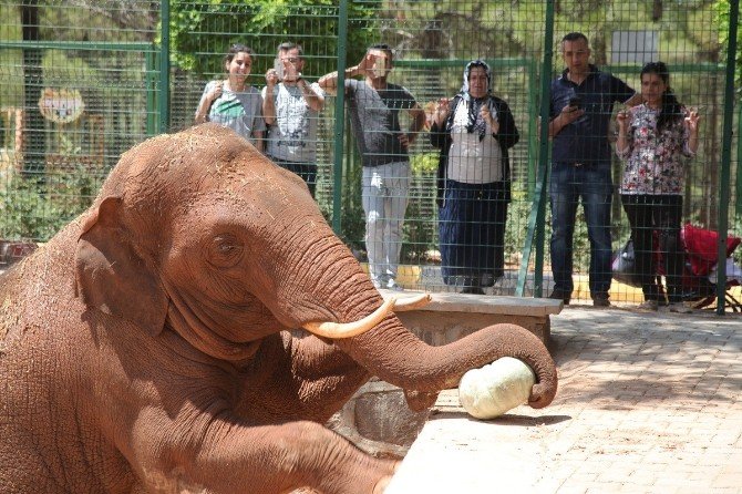 Gaziantep Hayvanat Bahçesi’nin Kalite Belgesi Yenilendi