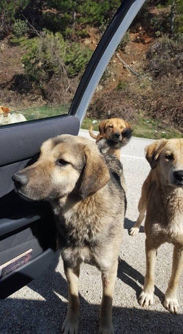 Başıboş Köpekler Yoldan Geçen Araçlardan Yiyecek Bekliyor