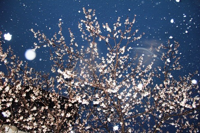 Iğdır’da Çiçek Açan Kayısı Ağaçlarına Kar Yağdı
