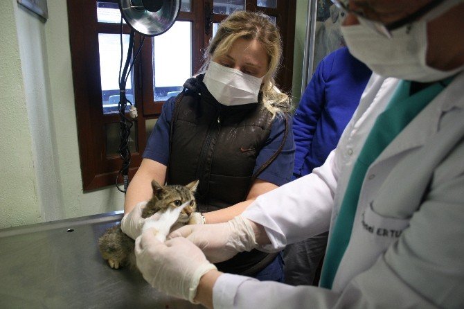 Dünyanın İlk Hayvan Hastanesinde Sokak Hayvanları Şifa Buluyor
