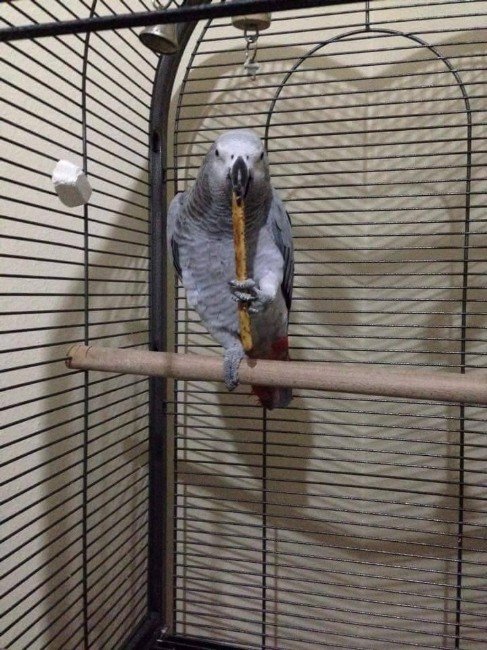 100 Kelime Konuşan Papağanı İçin 4 Bin TL İstiyor