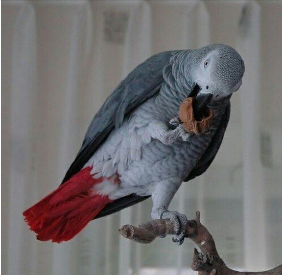 100 Kelime Konuşan Papağanı İçin 4 Bin TL İstiyor