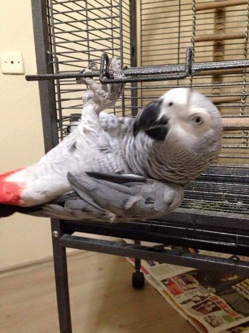 100 Kelime Konuşan Papağanı İçin 4 Bin TL İstiyor