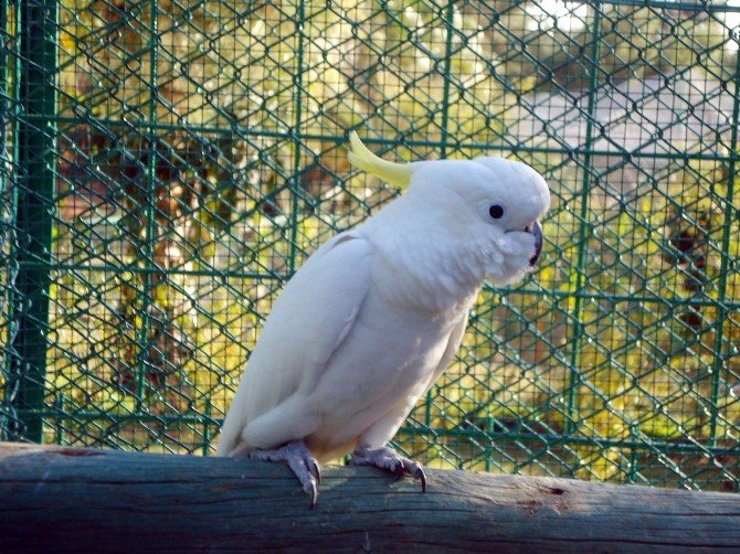 Hayvanat Bahçesi’nde Papağan Hırsızlığı