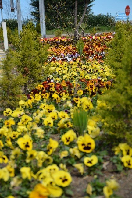 Görele Belediyesi Rengarenk Çiçekleri Toprakla Buluşturuyor